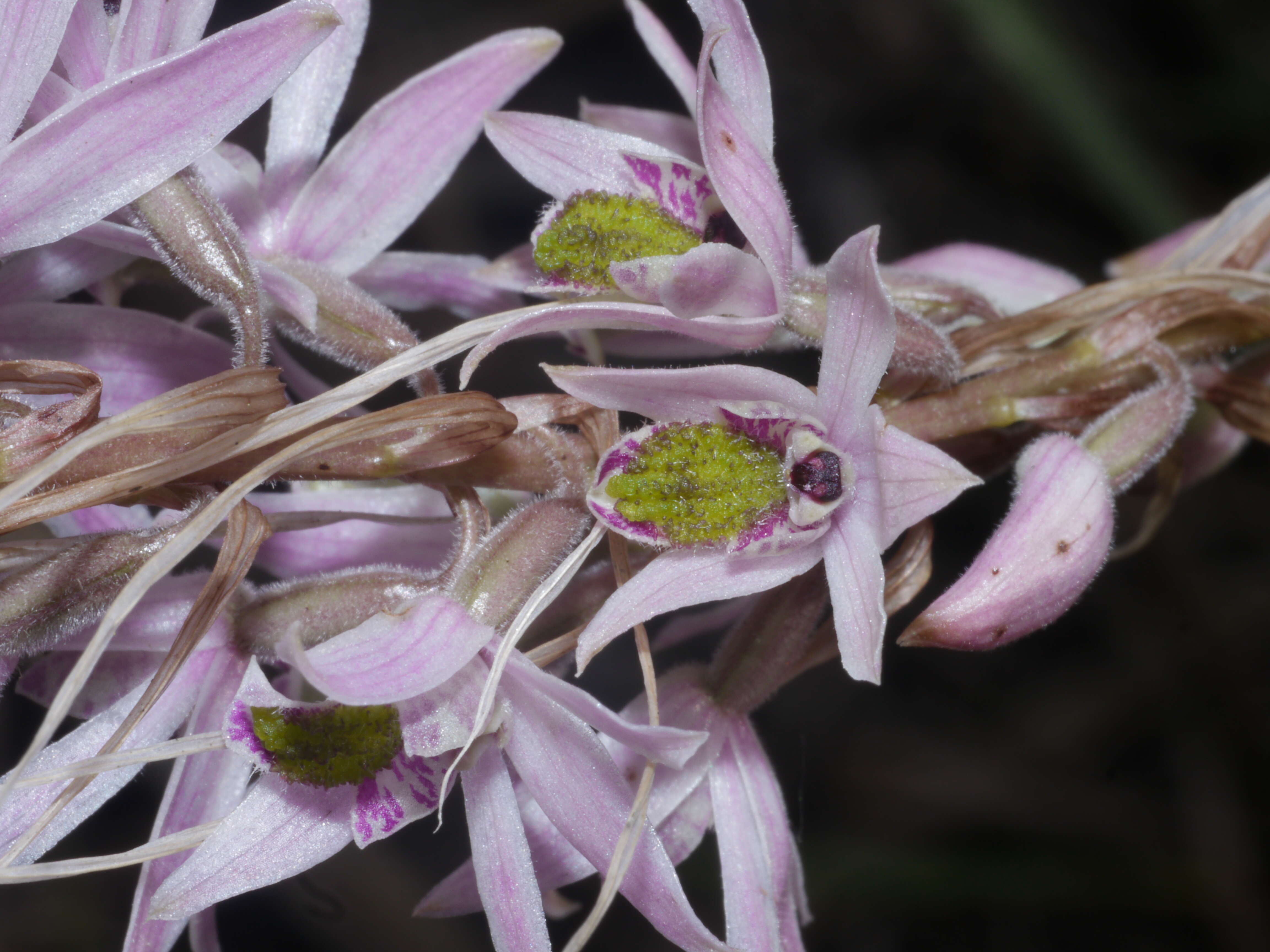 Image of Pink kunai orchid