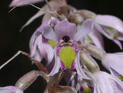 Image of Pink kunai orchid
