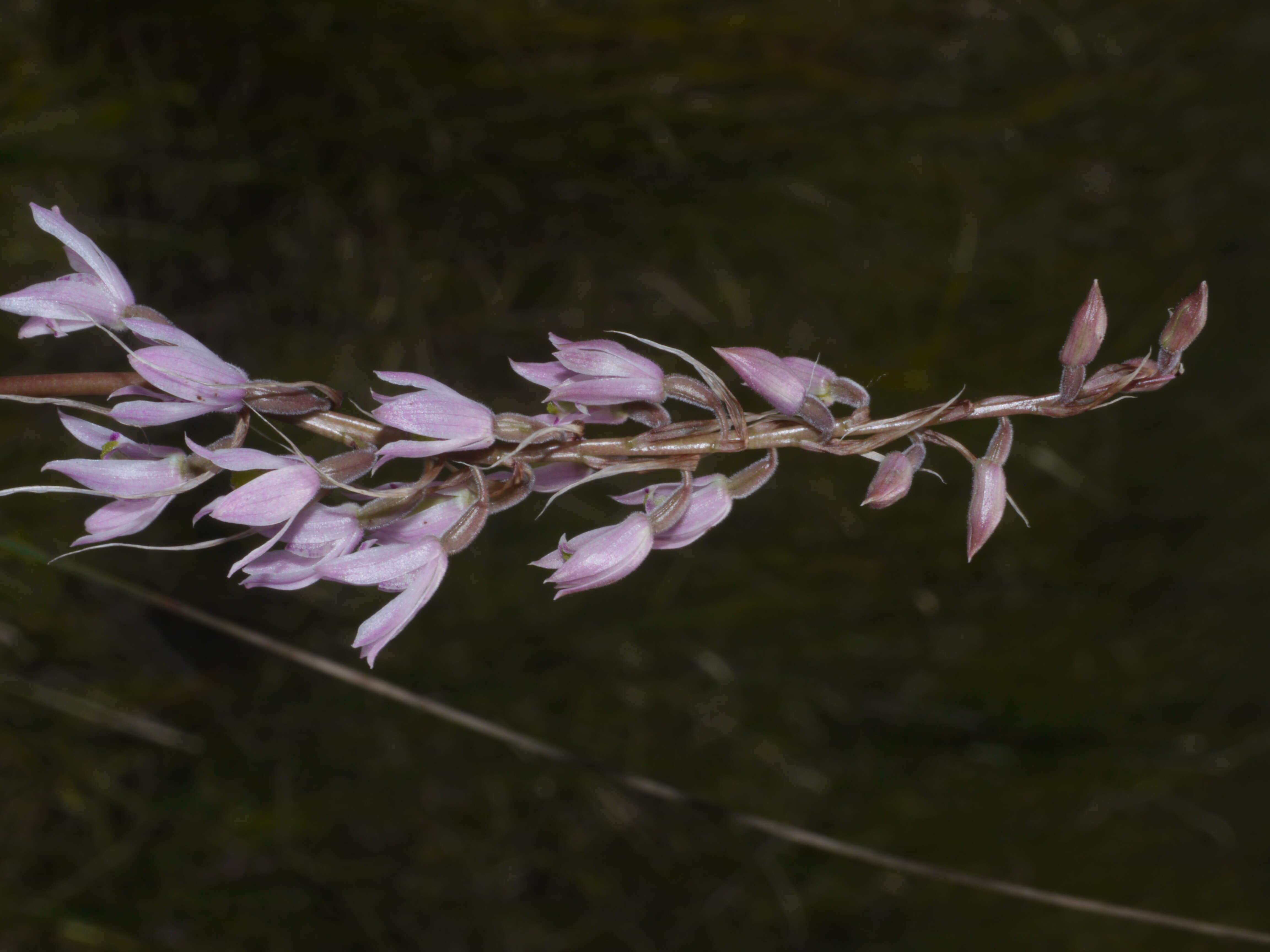 Image of Pink kunai orchid