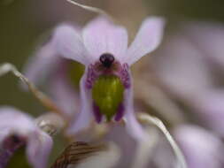 Image of Pink kunai orchid