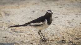 Image of White-browed Wagtail