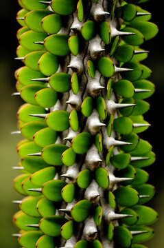 Image of Madagascan ocotillo