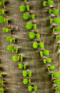 Image of Madagascan ocotillo