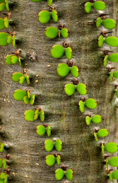 Image of Madagascan ocotillo