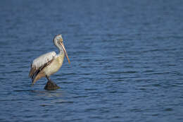 Image of Grey Pelican