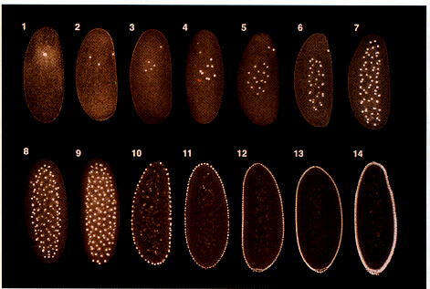 Image of fruit fly