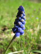 Imagem de Muscari armeniacum H. J. Veitch