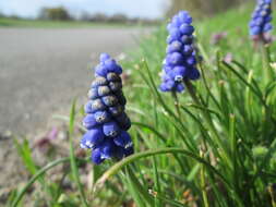 Image of Armenian grape hyacinth