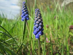 Imagem de Muscari armeniacum H. J. Veitch