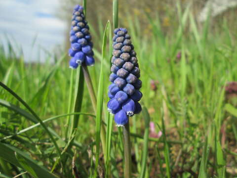 Imagem de Muscari armeniacum H. J. Veitch