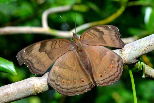 Image of chocolate pansy