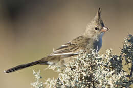 Image of Chirruping Wedgebill