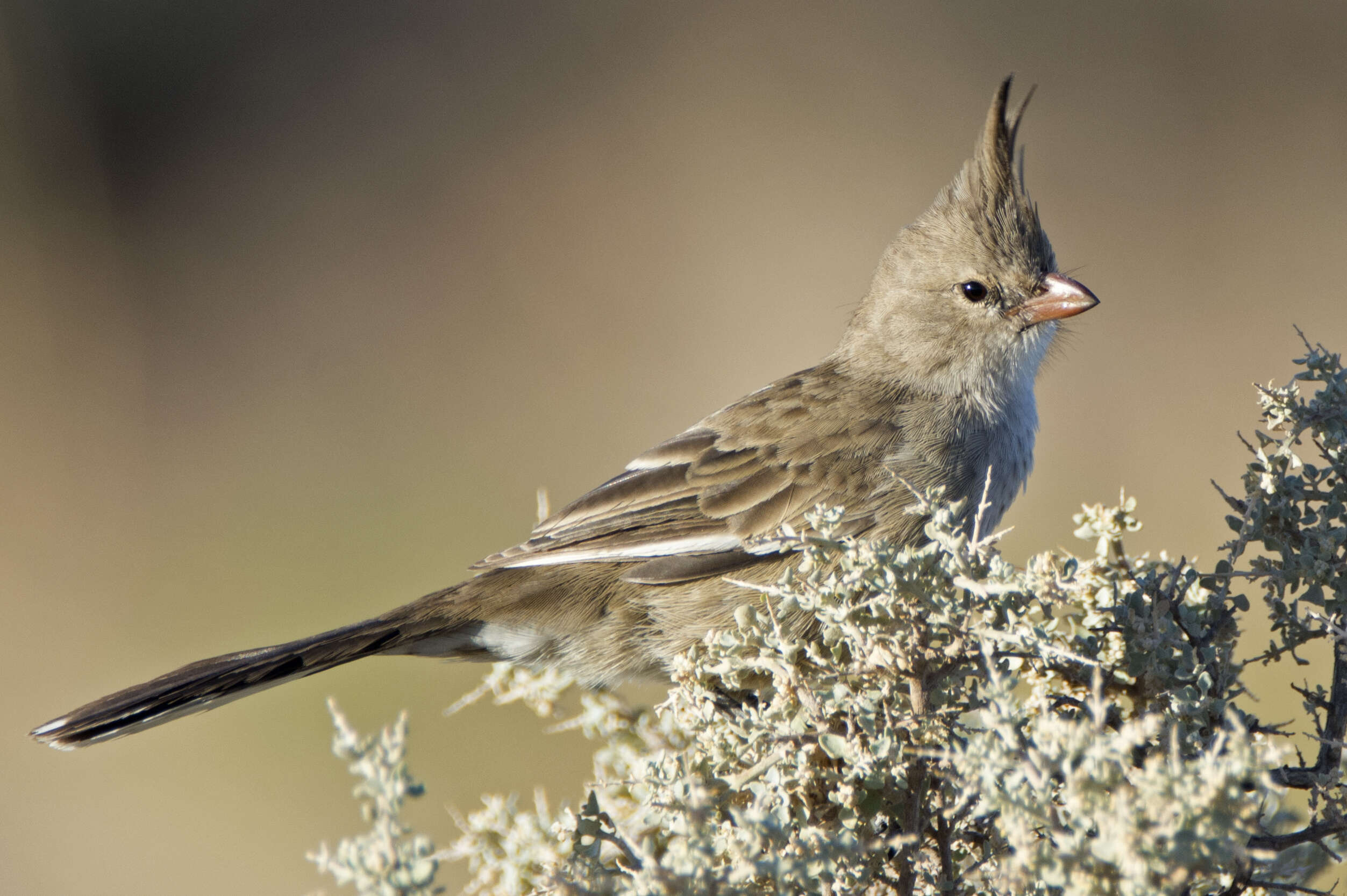 Imagem de Psophodes cristatus (Gould 1838)