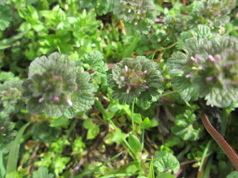 Image of common henbit