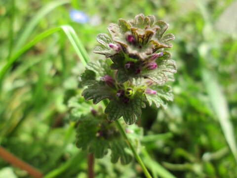 Image of common henbit