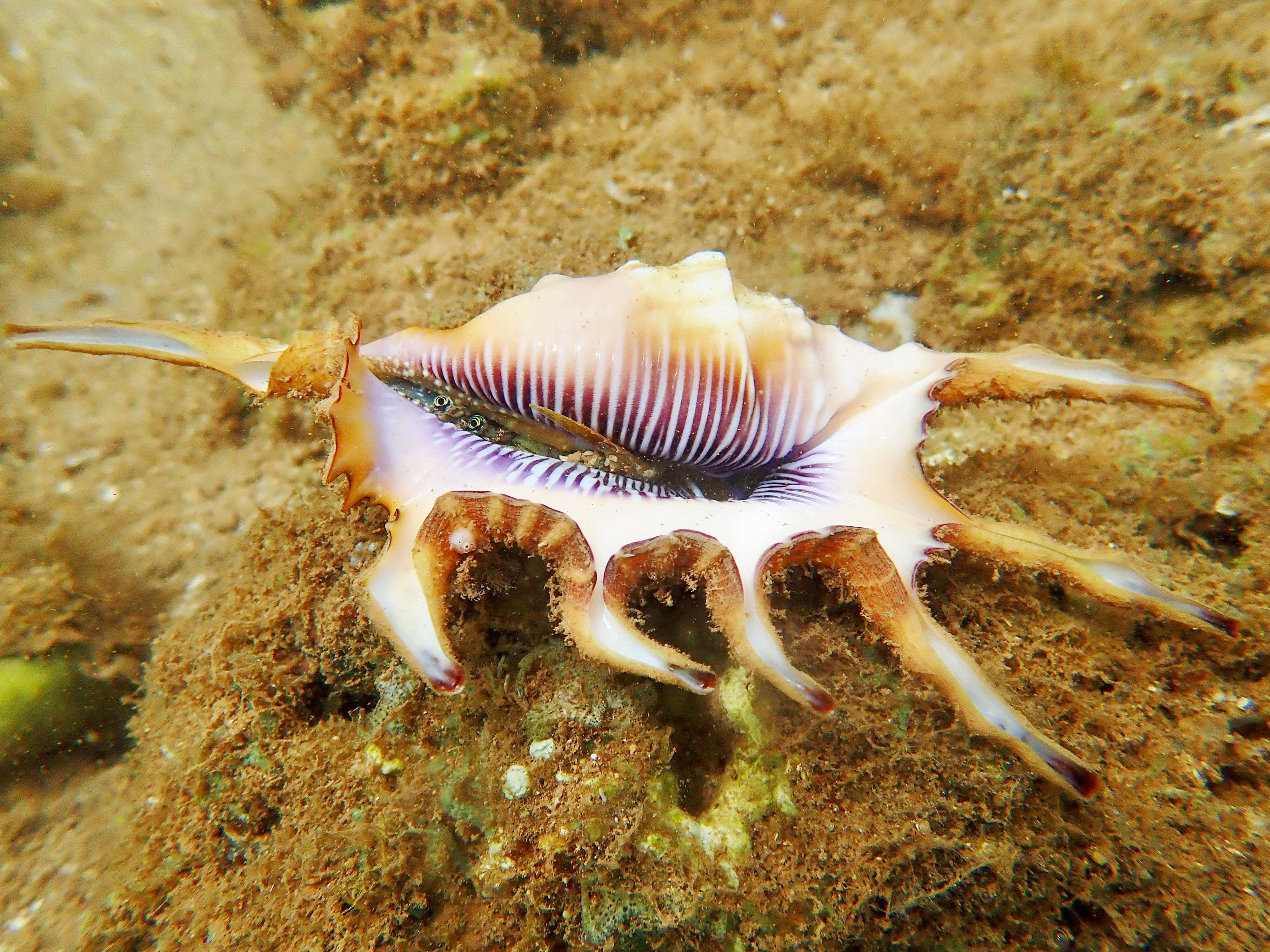 Image of Scorpion Spider Conch