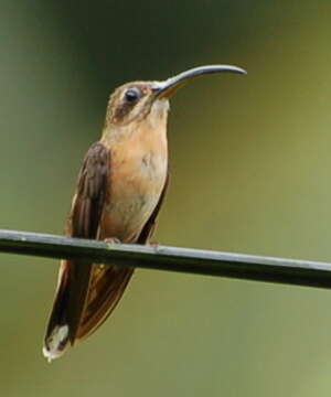 Image of Bronzy Hermit