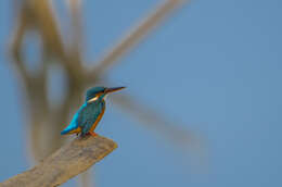 Image of Common Kingfisher