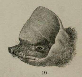 Слика од Mormopterus kalinowskii (Thomas 1893)