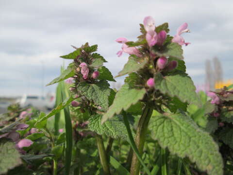 Image of purple archangel