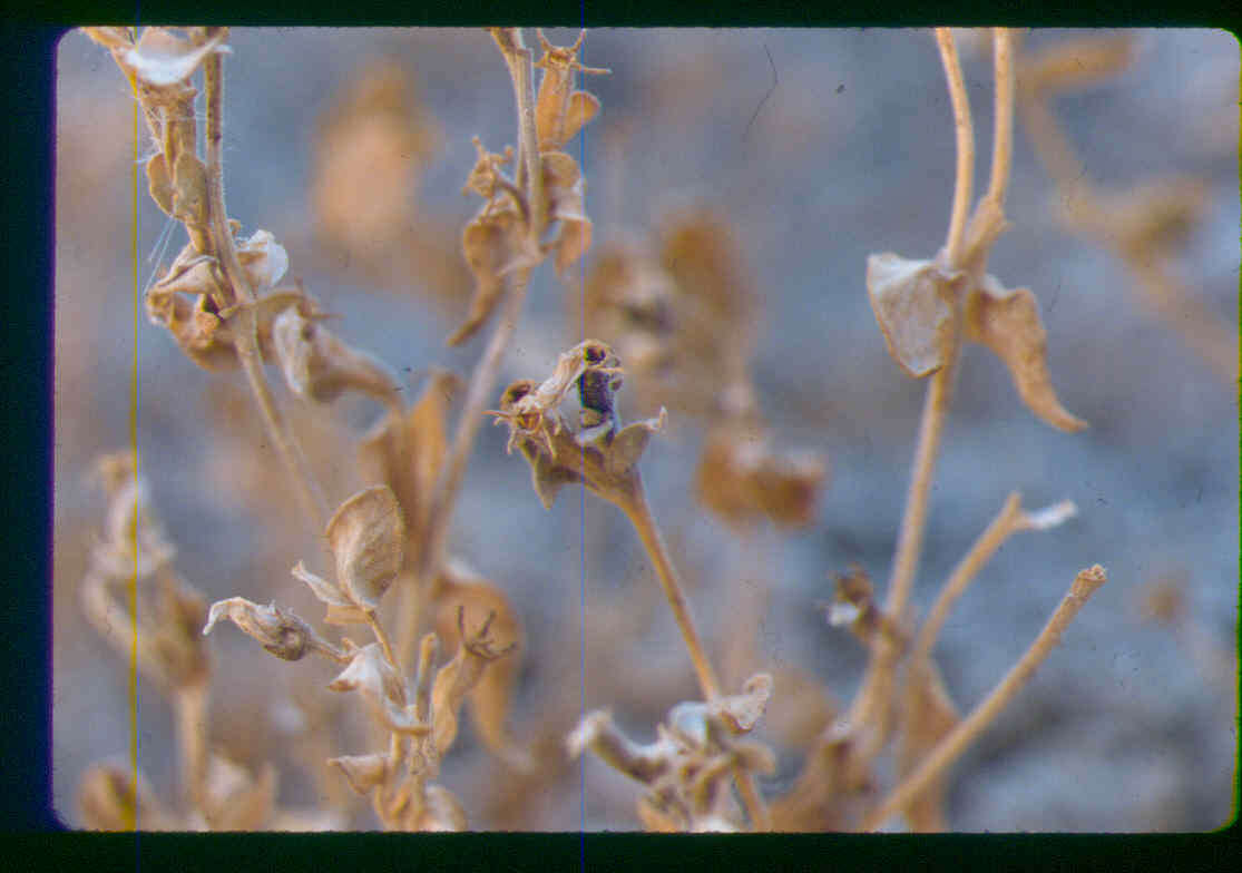 Image of soft blazingstar