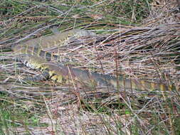 Image of Varanus niloticus