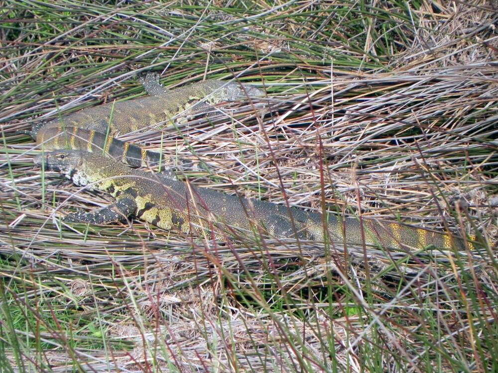 Image of Varanus niloticus