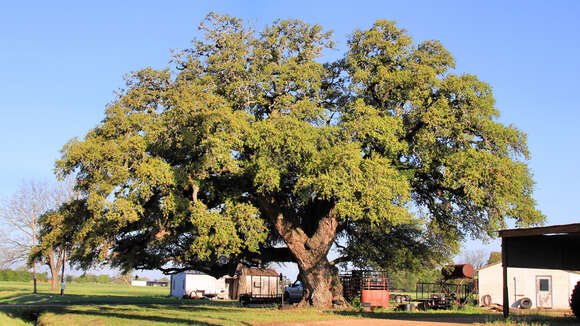 Image of Southern Live Oak