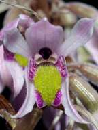 Image of Kunai orchids