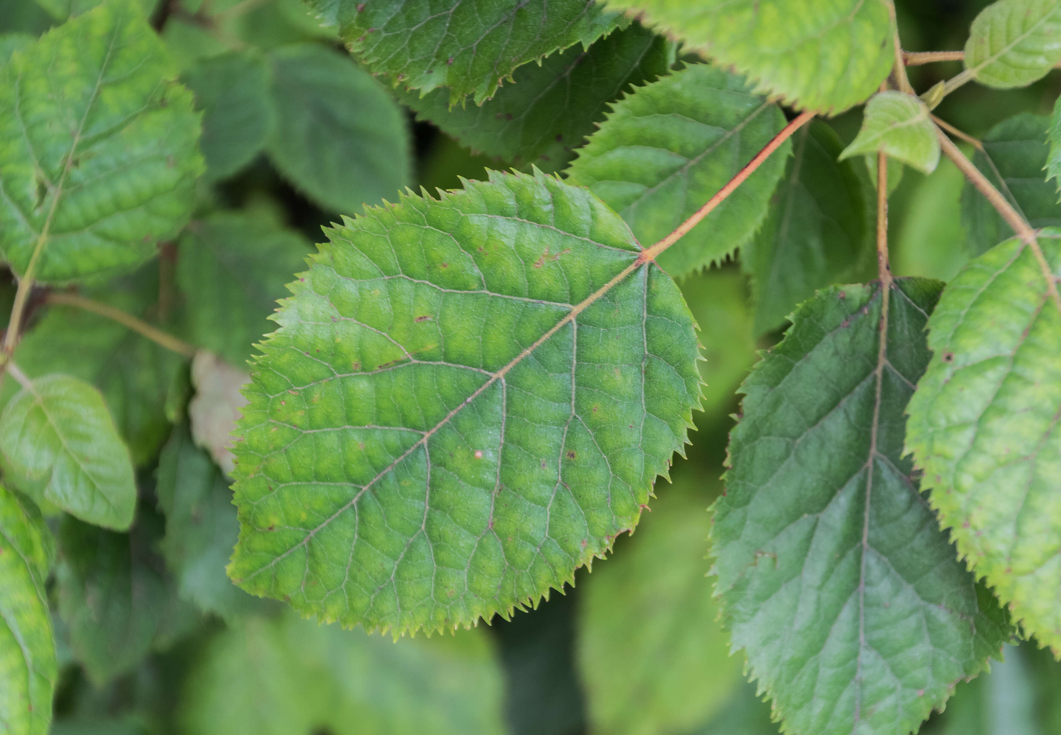 Image of wineberry