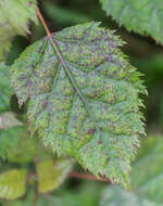 Image of wineberry