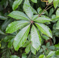 Image of Schefflera digitata J. R. Forst. & G. Forst.