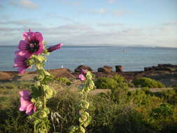 Image of hollyhock