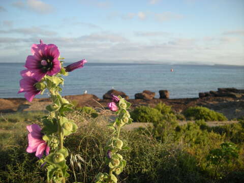 Image of hollyhock