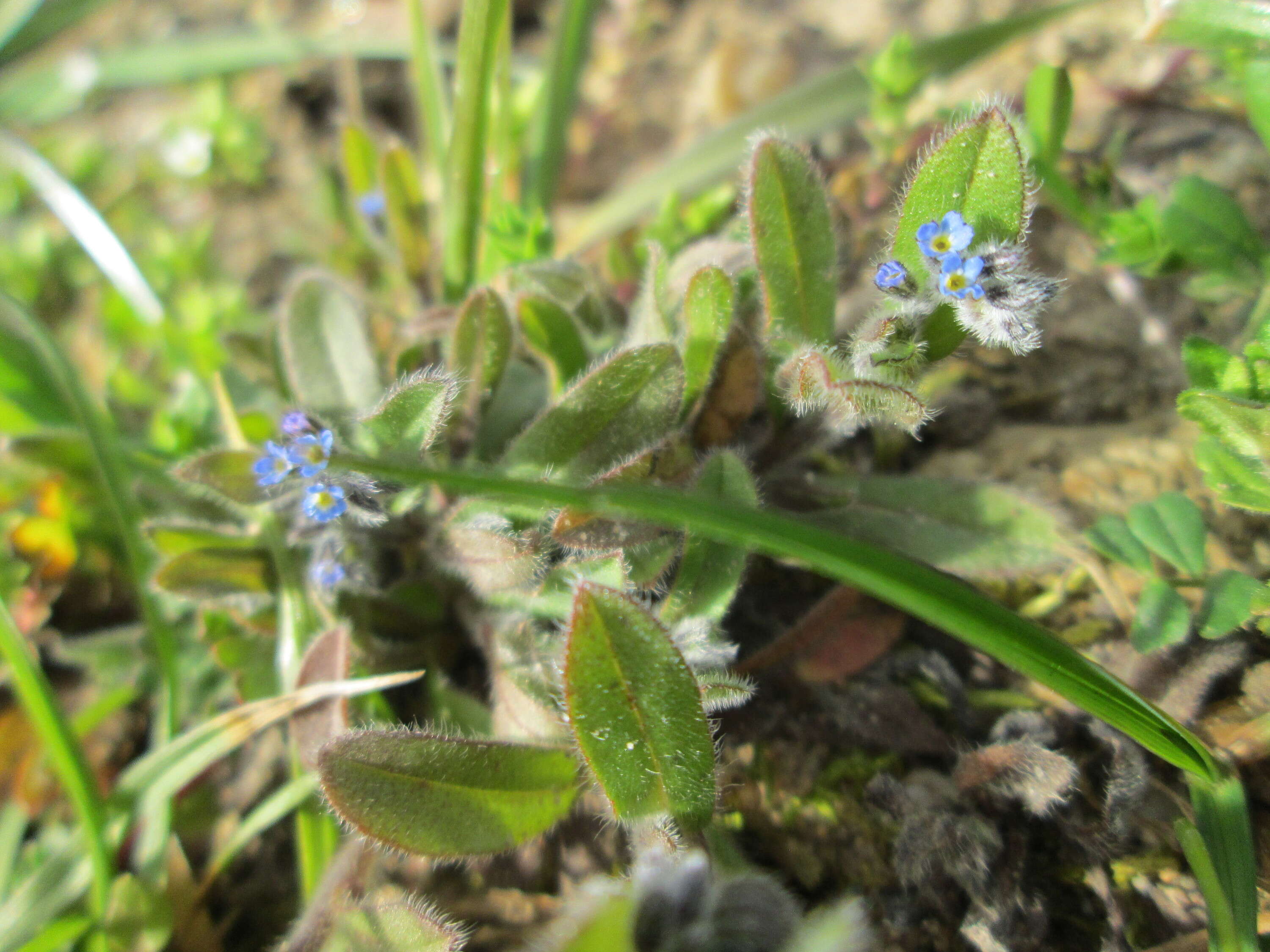 Image of Early Forget-me-not