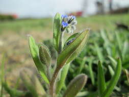 Image of Early Forget-me-not