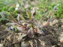 Image of Early Forget-me-not