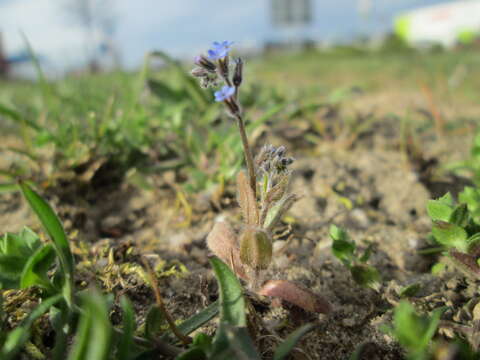 Image of Early Forget-me-not