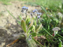 Image of Early Forget-me-not