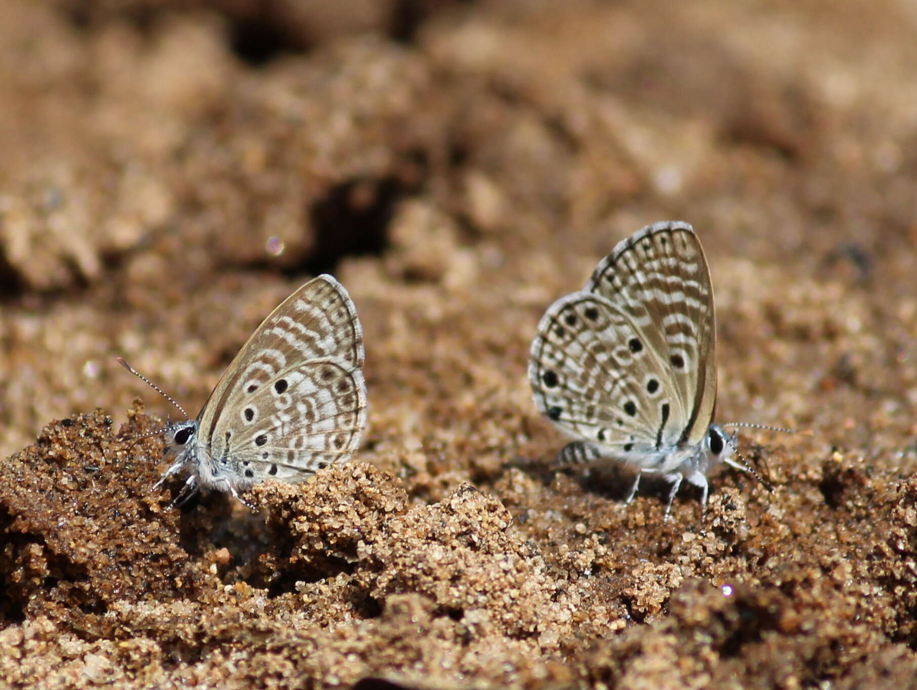 Image of African babul blue