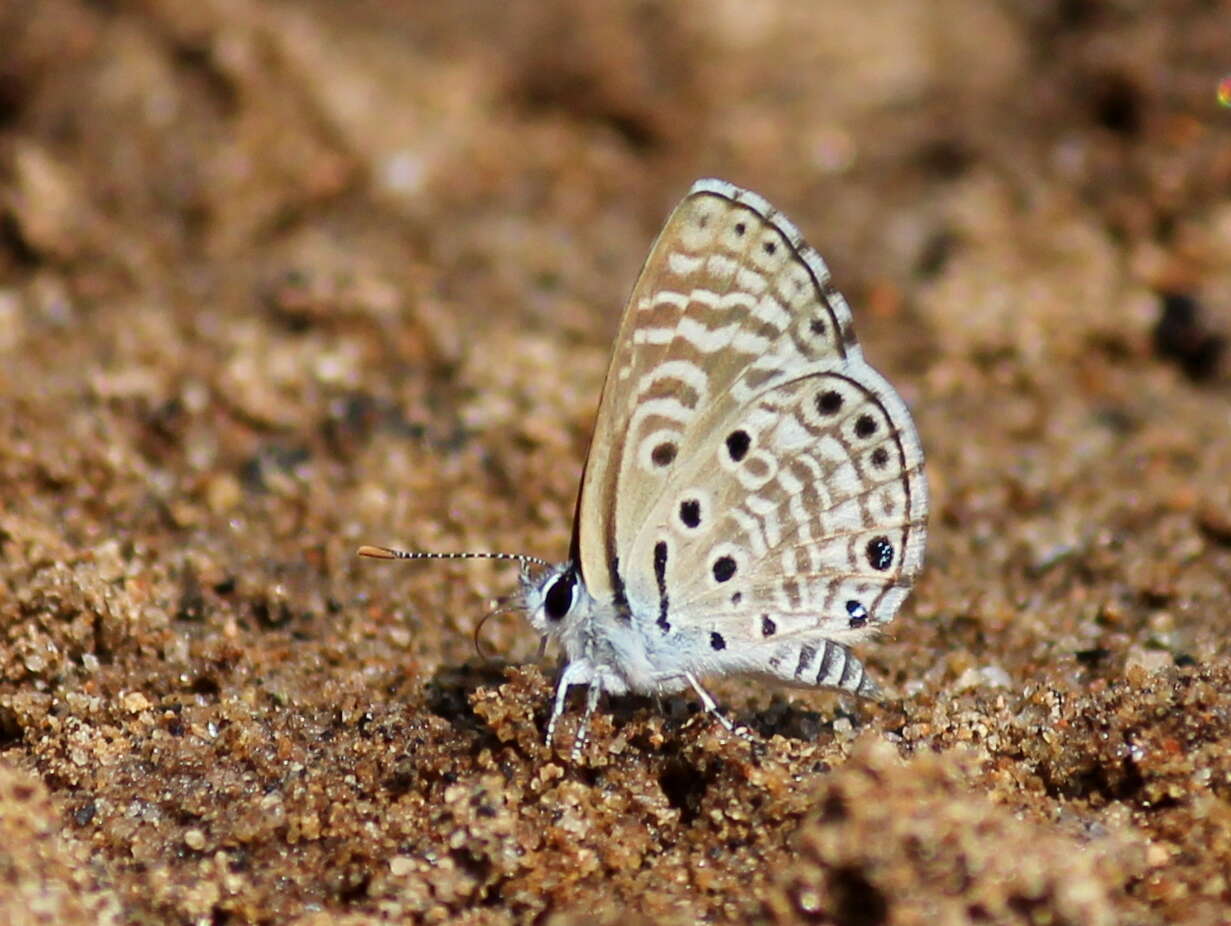 Image of African babul blue