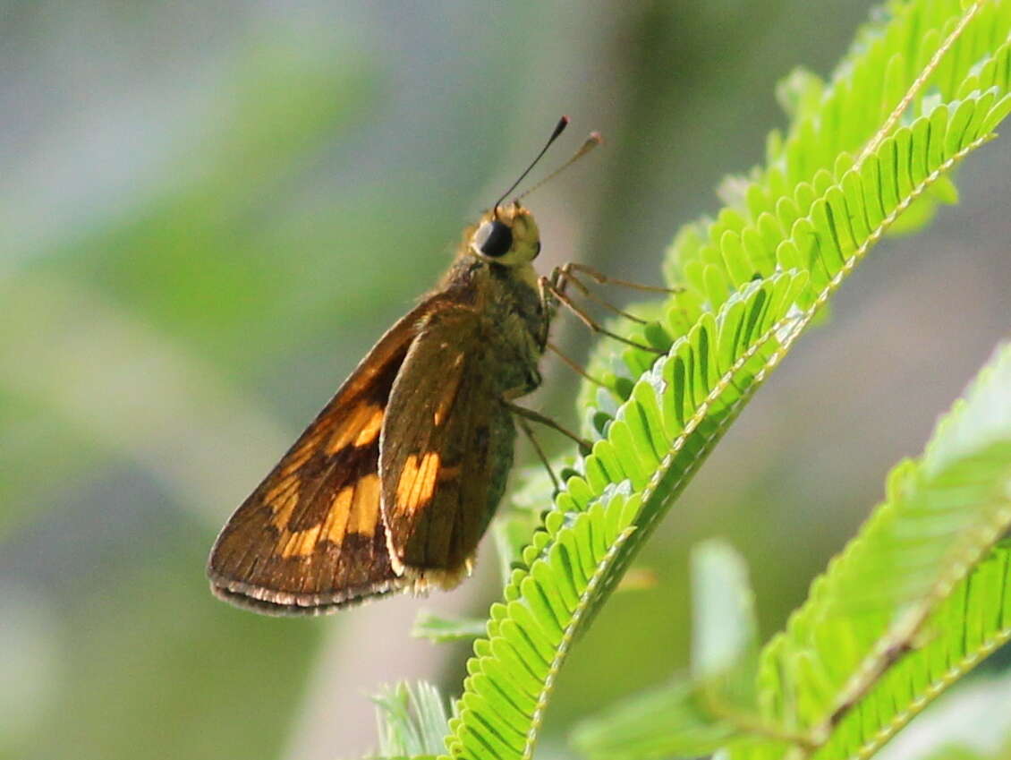 Image of Telicota bambusae