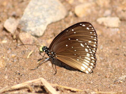 Image of Euploea sylvester Fabricius 1793