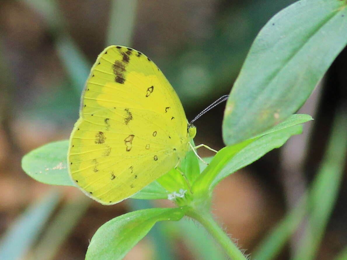 Слика од Eurema hecabe (Linnaeus 1758)