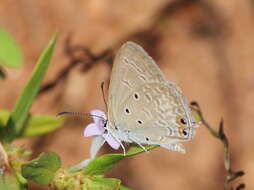 صورة Euchrysops cnejus (Fabricius 1798)