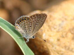 Image of Oriental Grass Jewel