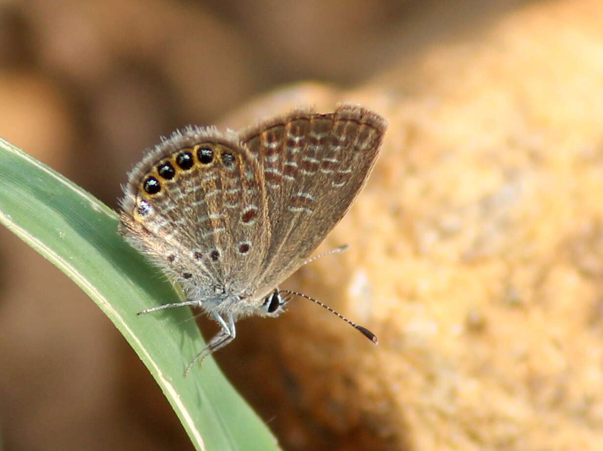 Image of Oriental Grass Jewel