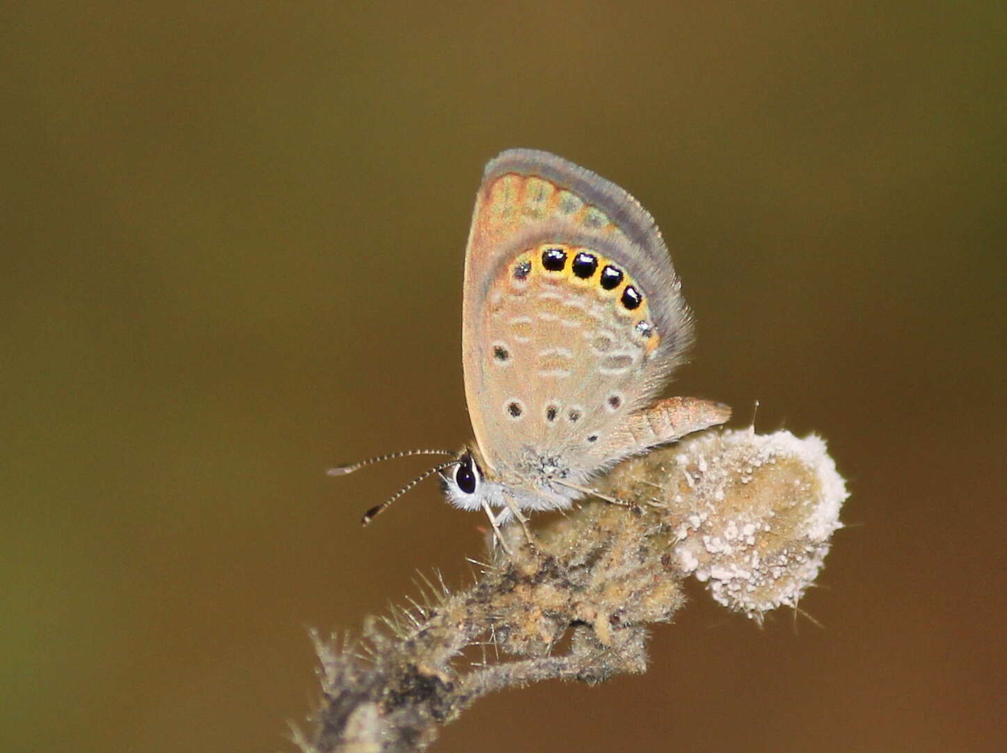 Image of Oriental Grass Jewel