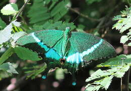 Image of Common Banded Peacock