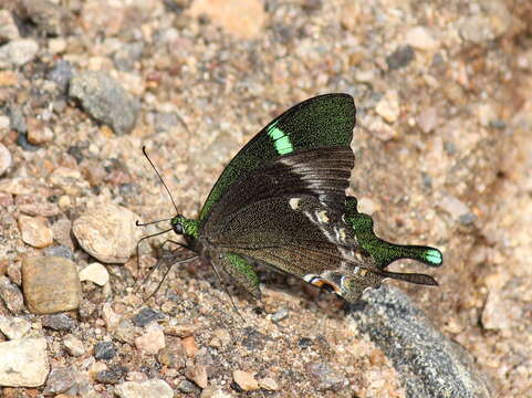 Sivun Papilio crino Fabricius 1792 kuva